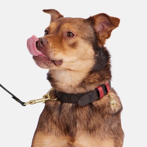 Coach Dog Nwt Coach Outlet Boxed Large Pet Collar In Signature